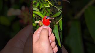 Download lagu Seru banget dapat burung cantik di malam hari !!! #burung #shorts #viral mp3