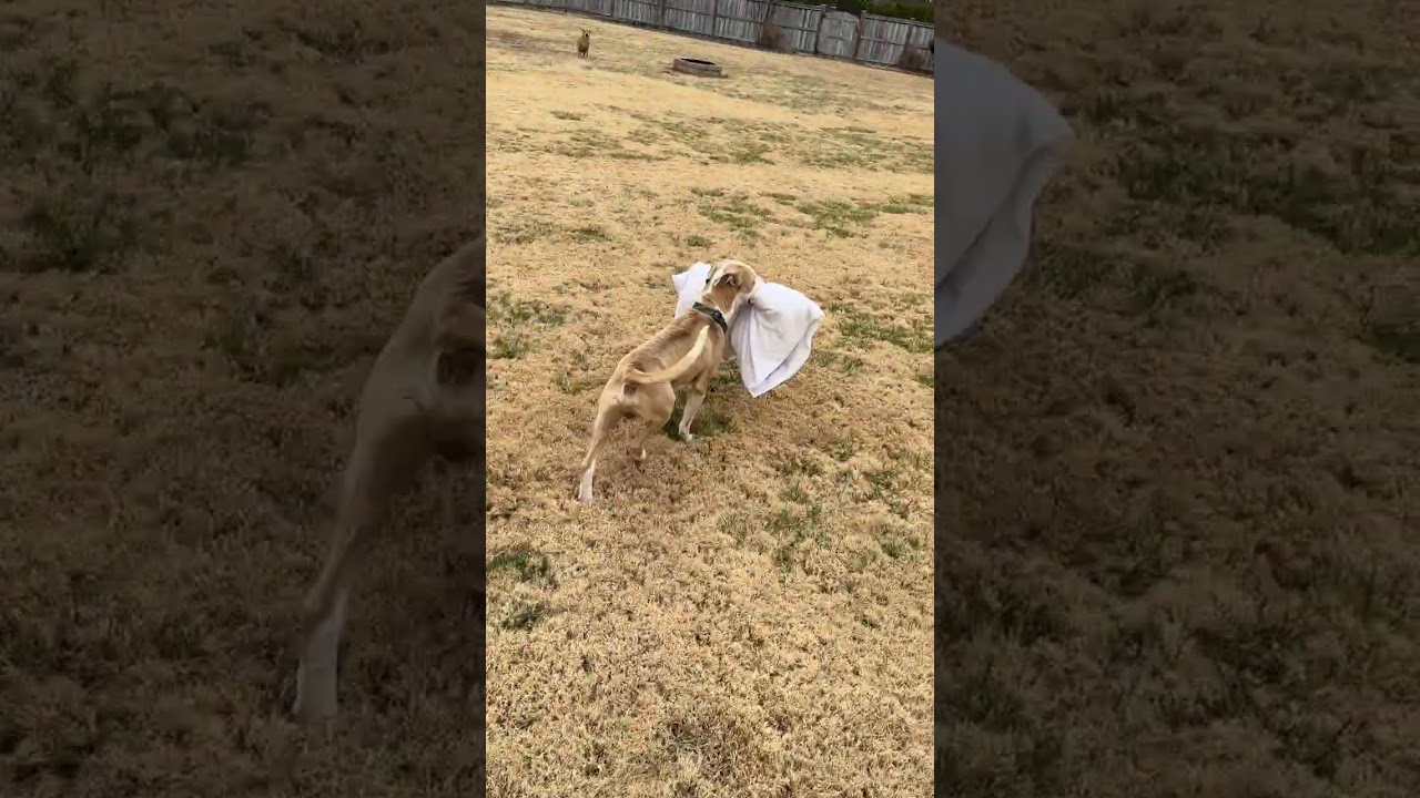 Apollo, a Adoptable mixed breed in Raleigh, NC video 6/6