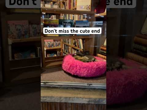 They are so adorable together #shorts #shortvideo #cat #funnyvideo #dog #funny