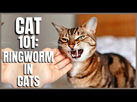 Cat 101: Ringworm in Cats
