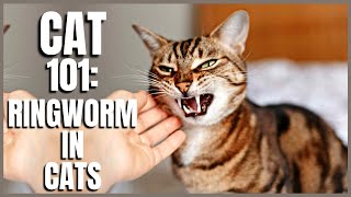 Cat 101: Ringworm in Cats