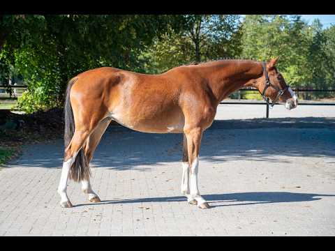 Adore Me vd Waterlee (ERMITAGE KALONE x ECHO VAN T SPIEVELD) - Video 2 video thumbnail