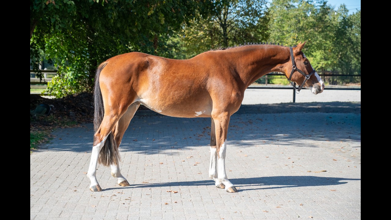 Adore Me vd Waterlee (ERMITAGE KALONE x ECHO VAN T SPIEVELD) video 1