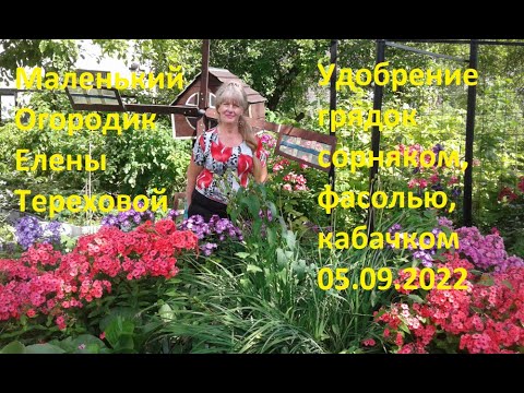 Маленький Огородик Елены Тереховой - Удобрение грядок сорняком, фасолью, кабачком 05.09.2022