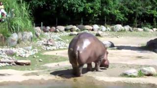 World&#39;s Biggest Fart - The Hippo