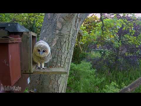 May14th Owlet 2 fall