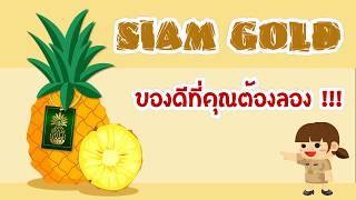 สับปะรด Siam Gold จังหวัดประจวบคีรีขันธ์