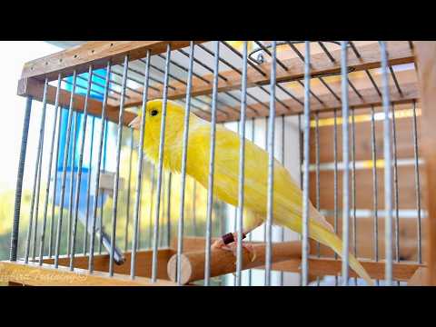First Canary singing after molting - Canary 's training song  - Yellow Canary