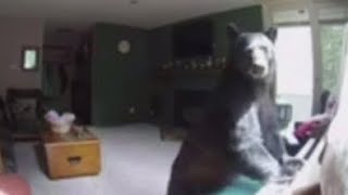 Bear Plays The Piano
