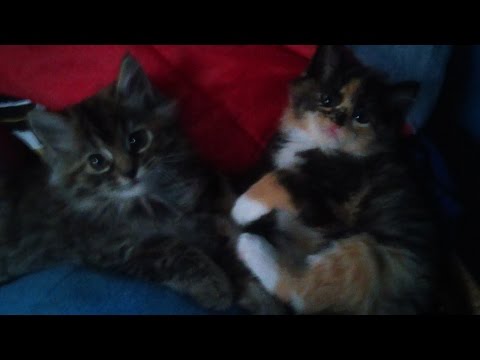 Adventures of Tina and Alex!