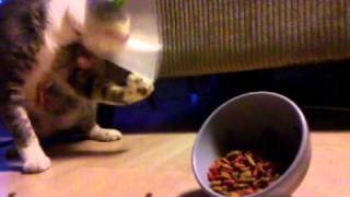 Sebastian's first meal after surgery