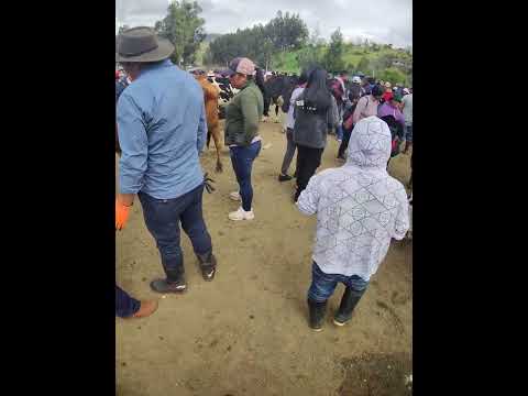 BIBLIAN FERIA DE GANADO SÁBADO PROVINCIA DEL CAÑAR ECUADOR 🏞️
