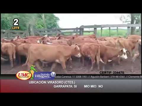 Lote 60 Terneros en Virasoro, Corrientes