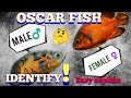 how to identify Oscar fish male female/ full explain  Bengali.