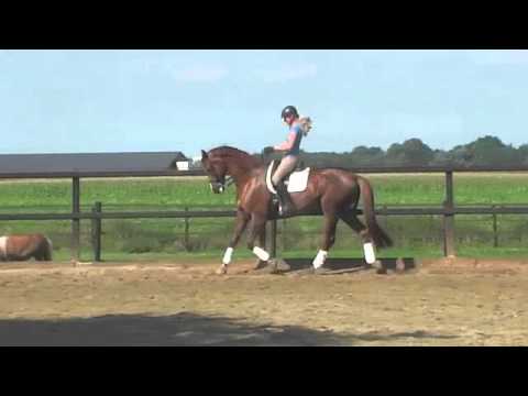 Sir Donnerhall x Rohdiamant