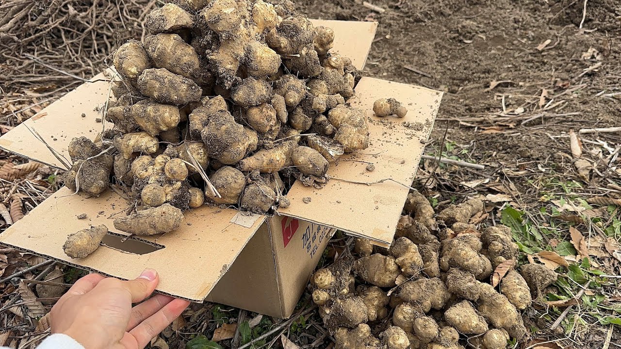 もはや雑草　キクイモの繁殖力がヤバすぎる