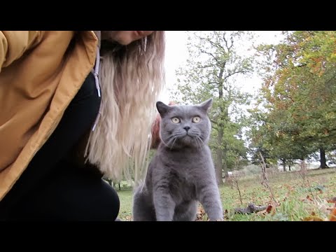 British Shorthair Goes Outside in Fall Season