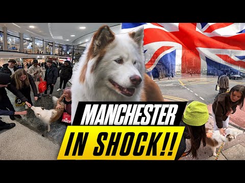 Manchester LOST Its Mind When This Husky Showed Up 😱🐺