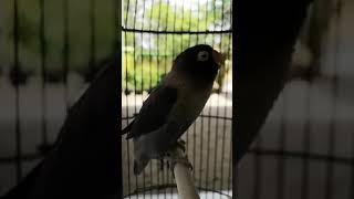 Download lagu Lovebird isian cililin panjang cucak jenggot mp3