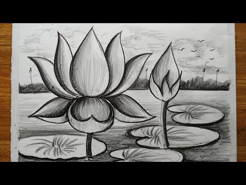 how to draw a lotus flowers very esy step with pencil for beginners,pencil sketch scenery drawing,