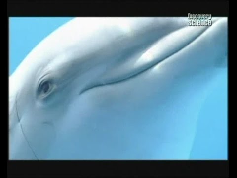 Дельфины и Внеземной Разум