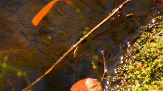 Travels With Charlie: Something I Used to Know (2/4/15)