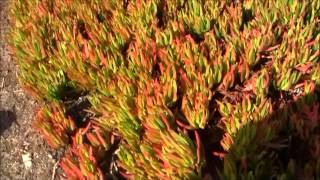 *46-Homeschooling At The Ocean