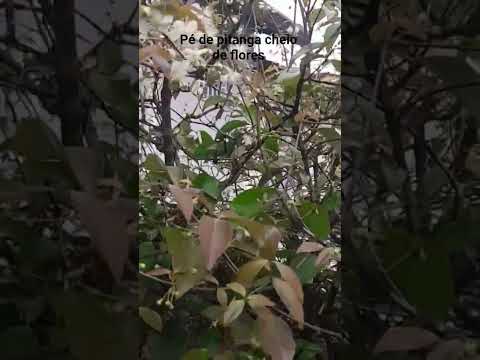 #chácaradozero #paisagemnatural #naturezasurpreendente #pitangueiras #pitanga #saopaulo sao