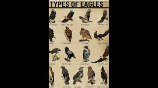 Download lagu Types Of Eagles Little Eagle#shorts #animals #eagle mp3
