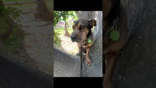 Video preview image #1 Mutt Puppy For Sale in Menifee, CA, USA
