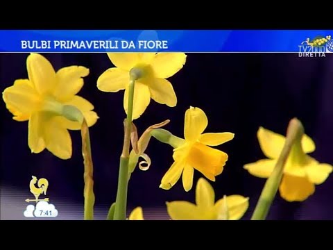 Leliminazione di pigmentary individua Cheboksary laser Se il tipo chiama una lentiggine
