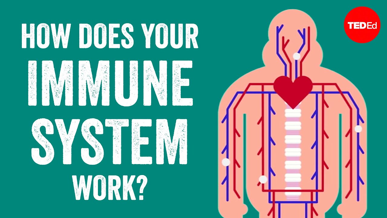 How does your immune system work - Emma Bryce