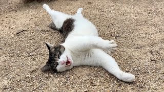 側に来て構って欲しい人懐っこくてかわいい猫ちゃん