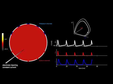 Hodgkin-Huxley dynamics in a single compartment
