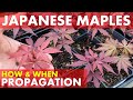 How When To Propagate Japanese Maple Trees By Seed Grafting Cuttings Air Layering