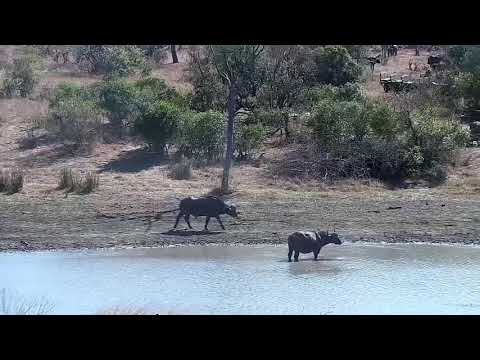 Djuma: Large African Buffalo herd-Pt:2 - 08:47 - 09/12/21