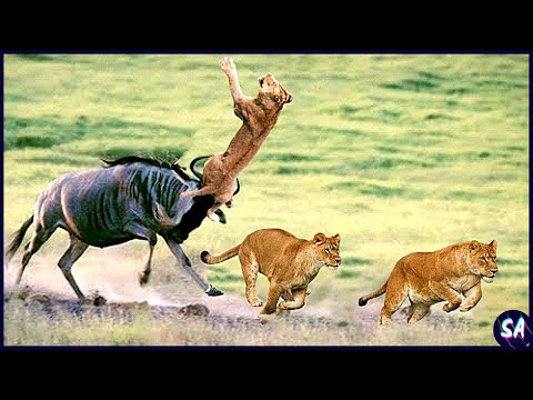 10 Veces Que Los Leones Fueron Derrotados Por Las Presas