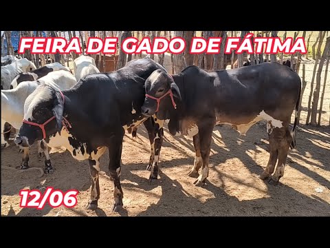Feira de gado de Fátima, de Flores-PE (12/06/26)