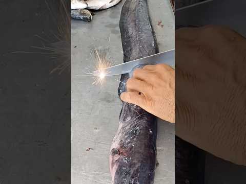 Las anguilas siguen produciendo electricidad incluso pescadas 😨