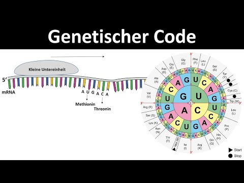 Genetischer Code / Code Sonne [Eigenschaften] - DNA in Aminosäuren übersetzen [Genetik, Oberstufe]