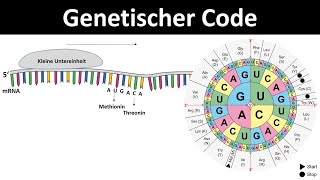 Genetischer Code / Code Sonne [Eigenschaften] - DNA in Aminosäuren übersetzen [Genetik, Oberstufe]