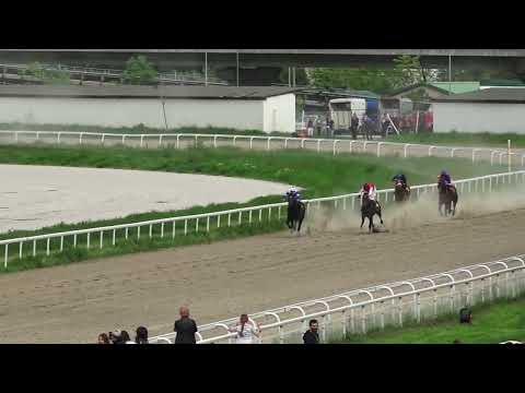 1.5.2022 III Trka - TIGERHEART - Hipodrom Beograd