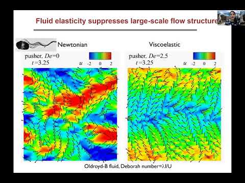 Motile microorganisms in complex fluids | Arezoo Ardekani | JNNFM seminar series July 15 2020
