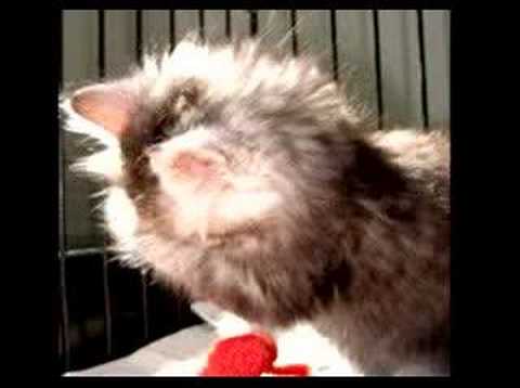 Praying Cats with Scripture