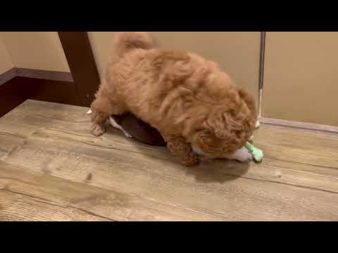 Poodle - 4758 video preview
