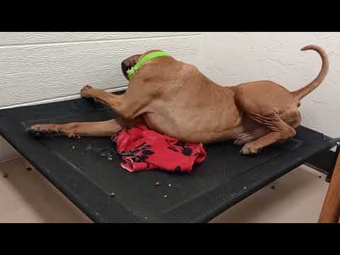 Bro Dale 6y A865547 can be busy but easygoing lovely groovy guy@TRN, from kennel 200 PACC shelter858