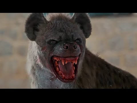 Hyenas Uncovered: The True Masters of Survival