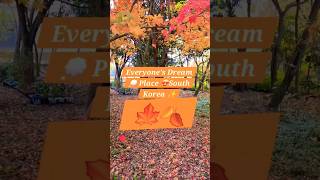 Autumn Fall In South Korea🍁🍂 | JeollanamdoForestResearchInstitute #shorts #youtubeshorts #trending