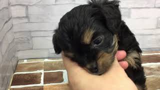 ハーフ犬の動画01