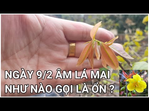 🔴 QBS22136 - LÁ CHỒI NON MAI VÀNG MIỀN BẮC THỜI ĐIỂM ĐẦU NĂM NGÀY 09/2/2022 ÂM LỊCH |XẢ TÀN MAI VÀNG